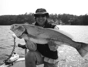 Mulloway like this 11kg fish have made many anglers happy. This fish was caught on a soft plastic at 9am.